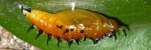 Pupae Side of Black Jezebel - Delias nigrina